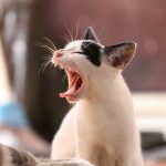 猫は何を嫌うのか？吉野さんに尋ねてみた