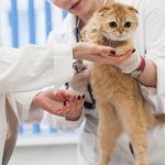 口コミ評価の高い動物病院