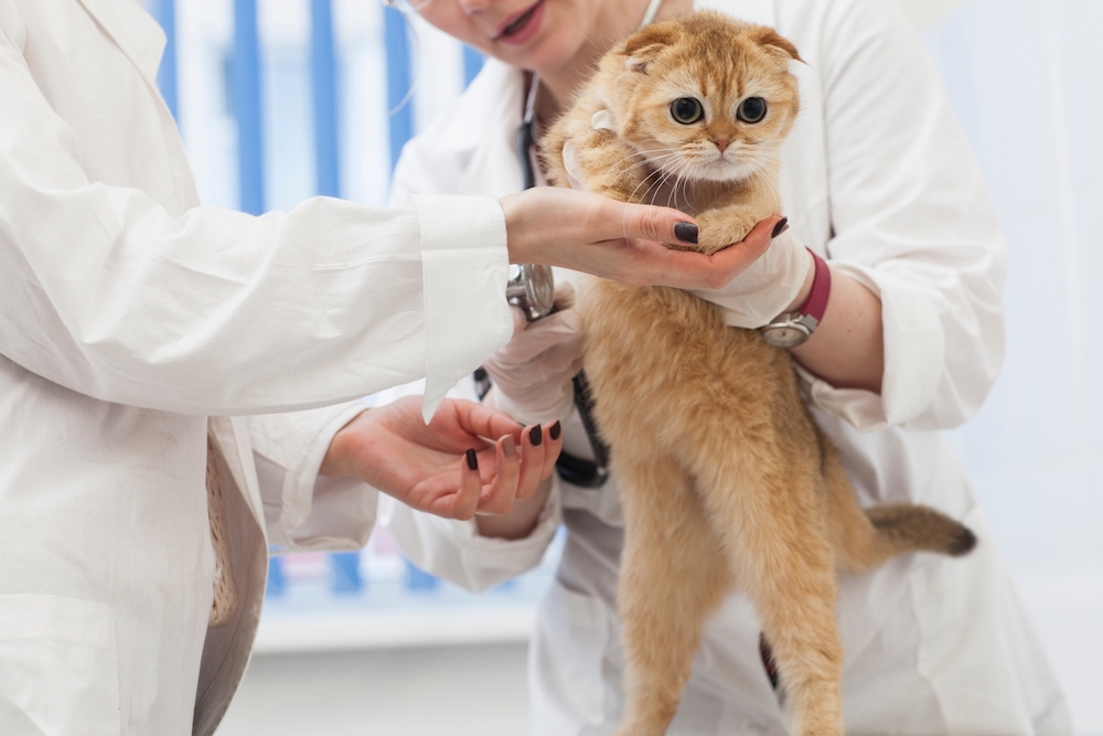 口コミ評価の高い動物病院