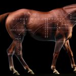 最新の馬体トレンド！筋肉質な馬が有利？
